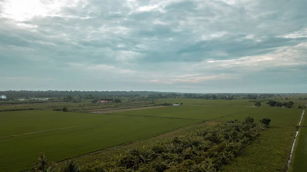 Aerial View Village Green Fields Paddy Planting Season — Fotografia de Stock