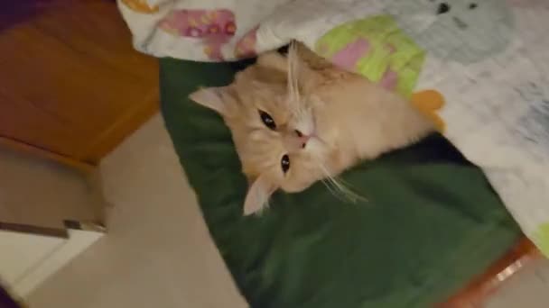 Bangi Malezya Ekim 2022 Şirin Kedi Battaniyeli Kanepede Uyuyor Dikey — Stok video