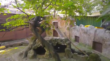 Solda, Mini Hayvanat Bahçesi 'ndeki Farm' da temiz ortama sahip rakun yaşam alanı. 4K ağır çekim