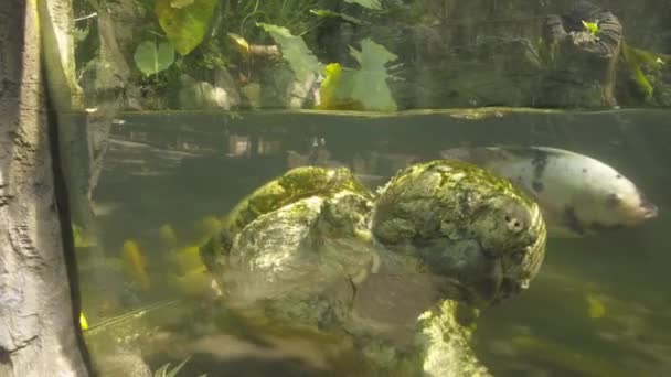Alligator Knäppande Sköldpadda Simmar Vattnet Snapping Turtle Aquarium Slow Motion — Stockvideo