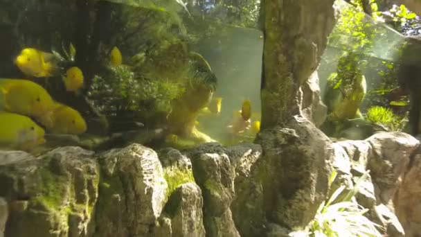 Pov Snapping Turtle Aquarium Sun Lights Farm City Mini Zoo — стоковое видео