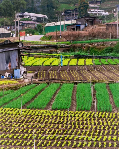 Agricultural industry. Growing vegetables on field near the mountains.
