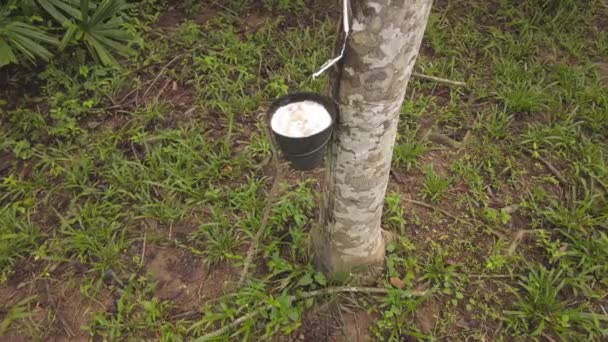 从马来西亚的橡胶树上取胶乳4K慢动作 — 图库视频影像