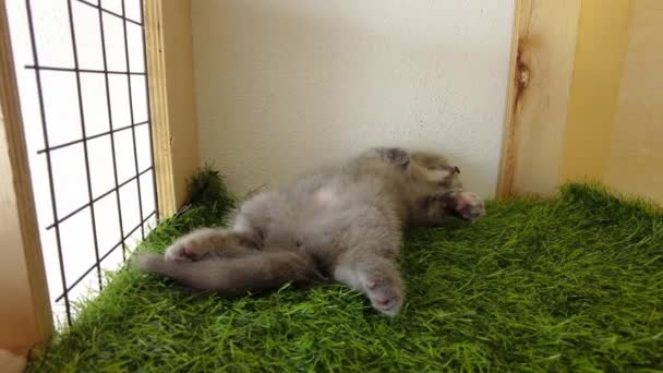 Pov Grey Munchkin Kitten Playing Camera — Stock Video