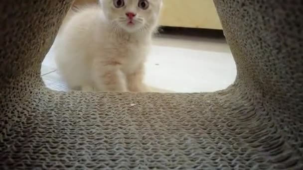 Pov Grijze Munchkin Kitten Die Met Camera Speelt — Stockvideo
