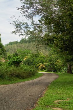 Yağmurlu ve yağmurlu bir günde Yağmur Ormanı 'nda Güzel Yol.