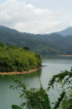 Kuala Kubu Bharu, Malezya 'daki yeşil göl yakınında yağmur ormanı tropikal ağaçları.