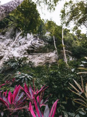 Malezya 'daki kayalık mağara yakınlarındaki yağmur ormanları bitkileri.