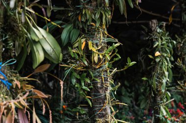 Cameron Highlands, Malezya 'daki bahçedeki eski ağaç kabuğunda yeşil sarmaşık bitkileri.