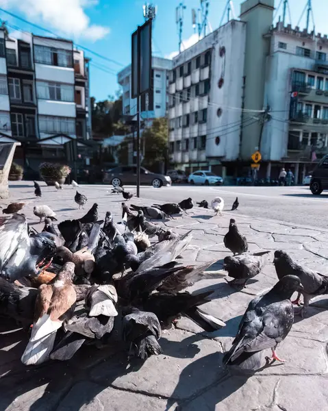 鸽子成群结队地聚集在街道和公共广场上 吃着被遗弃的食物和鸟种 免版税图库照片
