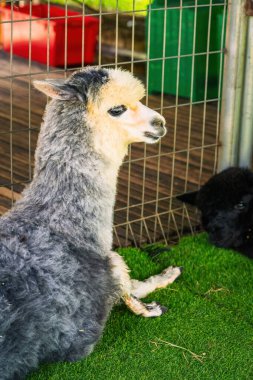 Black and white llama resting in a hot day in the wooden pen. clipart