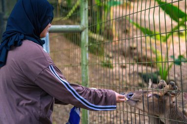 Kafesteki geyiği besleyen tesettürlü kadın..