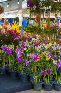 Mor ve esmer orkideler. Orkide çiçekleri. Cattleya. Pazarda satılık orkidelerle dolu bir bahçe..