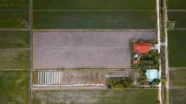 Malezya 'nın Sekinchan kentindeki çeltik tarlalarıyla çevrili köy evlerinin genel manzarası.