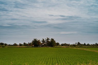 Malezya, Sekinchan 'da çeltik tarlalarıyla çevrili köy evleri.