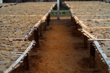Kurutulmuş balık krakerlerine yakın çekim. Endüstri. Keropok ikan balık krakerlerinin balık ve baharattan yapılmış krakerlerdir.