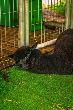 Ahırda dinlenen siyah lama.