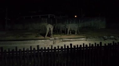 Filler Taiping, Malezya 'da gece safarisi sırasında aktiftir.