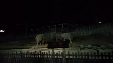 Taiping, Malezya 'da filler gece safarisi sırasında aktiftir.