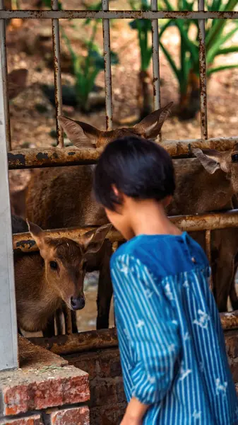 Dışarıdaki metal çitlerden geyik gözlemleyen küçük bir çocuk.