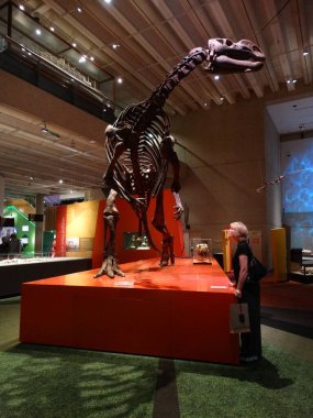 Queensland, Avustralya 'daki müzede dinozor iskeleti