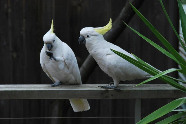 Желтохохлый Белый Попугай Какаду Природе — стоковое фото