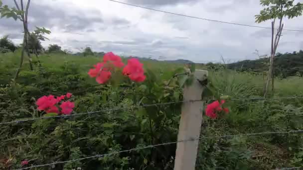 在铁丝网后面的粉红色花朵阴天 优质Fullhd影片 — 图库视频影像