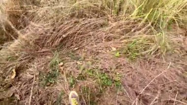 Looking for a path in a wild forest, very high grass. High quality 4k footage