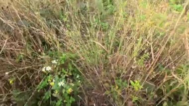 Looking for a path in a wild forest, very high grass. High quality 4k footage