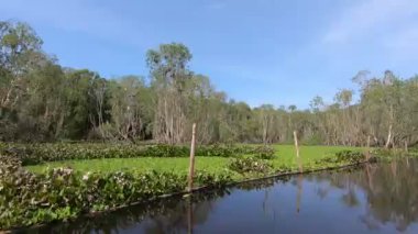 POV bir tekne Chau Doc, An Giang, Mekong delta, Vietnam 'daki Tra Su Cajuput mangrov ormanından geçiyor. Yüksek kaliteli FullHD görüntüler