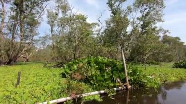POV bir tekne Chau Doc, An Giang, Mekong delta, Vietnam 'daki Tra Su Cajuput mangrov ormanından geçiyor. Yüksek kaliteli FullHD görüntüler