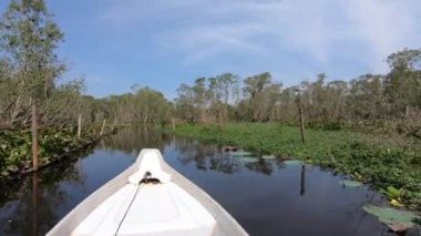 POV Hand, Chau Doc, An Giang, Mekong delta, Vietnam 'daki Tra Su Cajuput mangrove ormanındaki bir tekneden ağaçlara ve kuşlara işaret ediyor. Yüksek kaliteli FullHD görüntüler