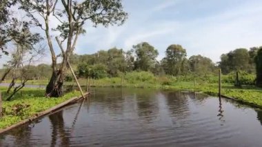 POV bir tekne Chau Doc, An Giang, Mekong delta, Vietnam 'daki Tra Su Cajuput mangrov ormanından geçiyor. Yüksek kaliteli FullHD görüntüler