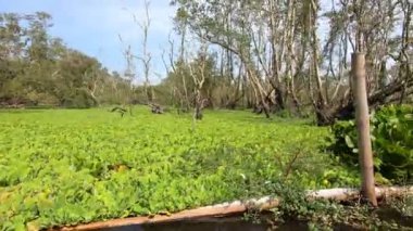 POV bir tekne Chau Doc, An Giang, Mekong delta, Vietnam 'daki Tra Su Cajuput mangrov ormanından geçiyor. Yüksek kaliteli FullHD görüntüler