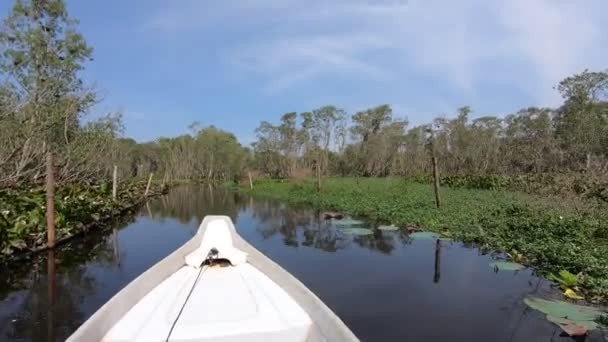 Pov Hand Pointing Trees Birds Boat Tra Cajuput Mangrove Forest — Wideo stockowe