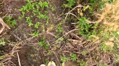 POV vahşi bölgede yürüyor, yüksek çimenlerde, spor ayakkabıları ve bir sürü burs. Yüksek kalite 4k görüntü