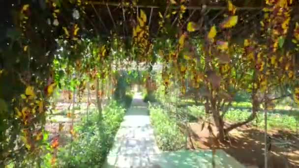 Пов Прогулянка Романтичному Тунелю Квітами Сонячний День Саду Високоякісні Кадри — стокове відео