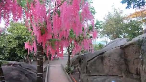 Pov Caminando Bajo Románticas Flores Rosadas Abajo Imágenes Alta Calidad — Vídeos de Stock