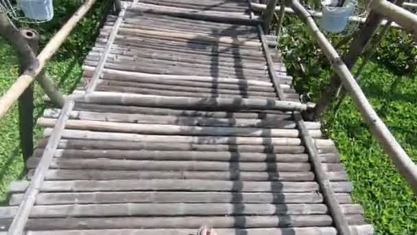 Caminhando Uma Longa Ponte Madeira Bambu Uma Floresta Mangue Verde — Vídeo de Stock