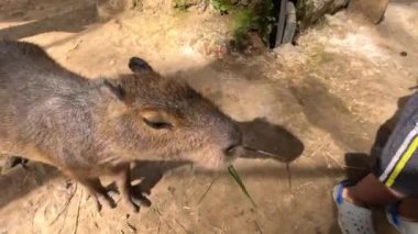 Küçük çocuk sevimli bir Capybara 'yı otla besliyor. Korkmuyor. Yüksek kalite 4k görüntü