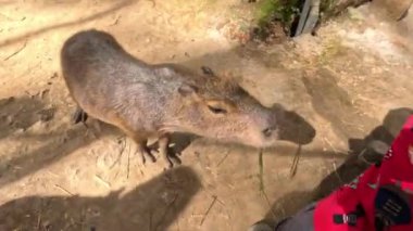 Küçük çocuk sevimli bir Capybara 'yı otla besliyor. Korkmuyor. Yüksek kalite 4k görüntü
