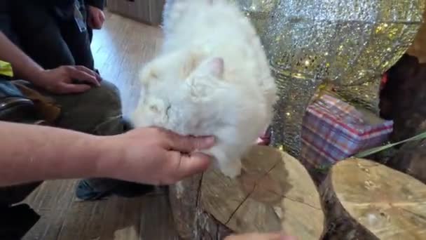 Три Человека Гладят Огромную Белую Пушистую Кошку Кошка Наслаждается Вниманием — стоковое видео