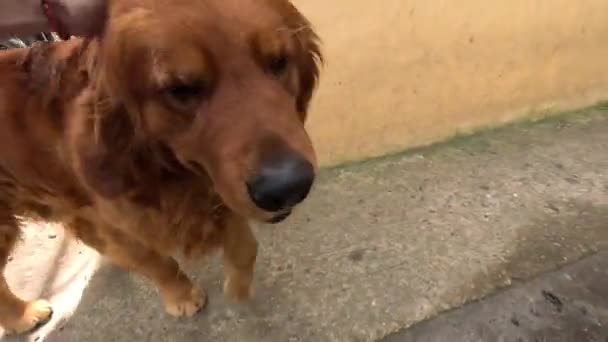 Een Standpunt Een Grote Bruine Vriendelijke Hond Aaien Ierse Setter — Stockvideo