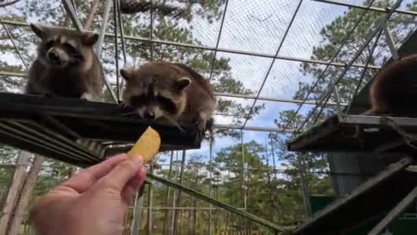 Nourrir Drôles Ratons Laveurs Dans Zoo Images Haute Qualité — Video