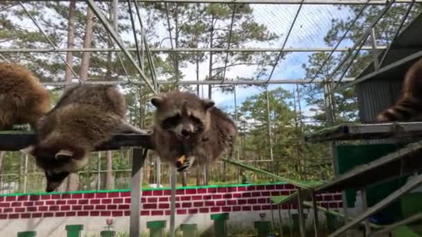 在爱抚的动物园里喂有趣的浣熊 高质量的4K镜头 — 图库视频影像