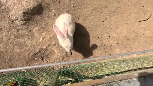 Witte Konijnen Voeren Met Gras Een Kinderboerderij Hoge Kwaliteit Beeldmateriaal — Stockvideo