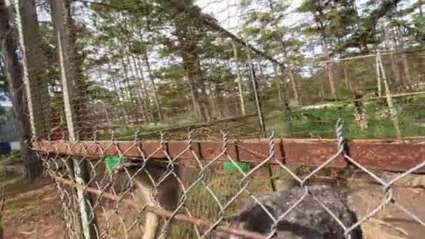Годувати Страуса Гризером Зоопарк Високоякісні Кадри — стокове відео