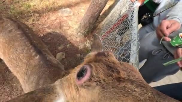 Alimentar Ciervos Jóvenes Sin Cuernos Con Fruta Zoológico Mascotas Imágenes — Vídeos de Stock