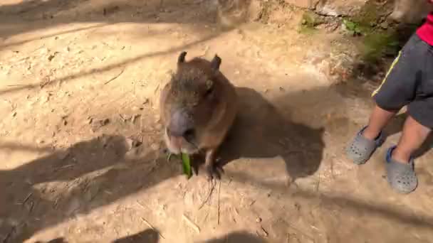 Capibara Carino Sta Mangiando Erba Non Paura Della Gente Intorno — Video Stock