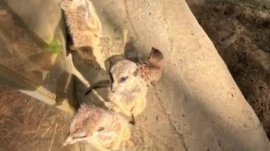 Meraklı mirketler ailesi kameraya bakıyor. Yüksek kalite 4k görüntü